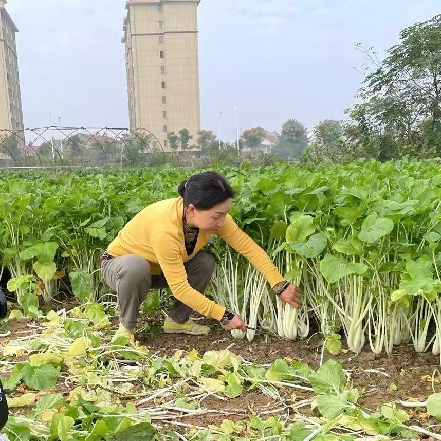 乡村晓虹