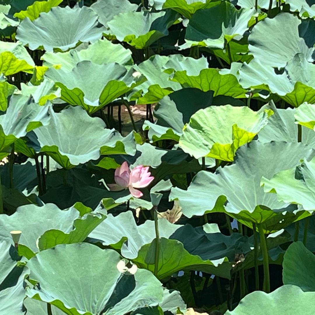 感恩
