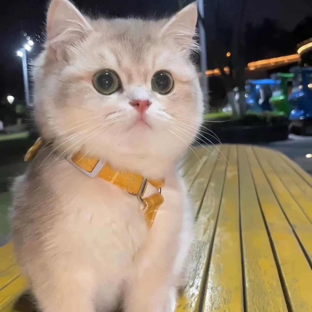 青丝～