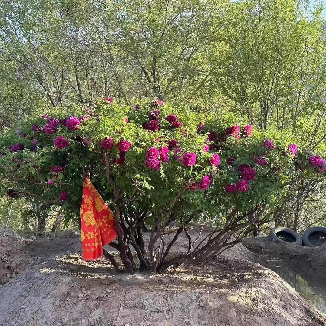 国花牡丹
