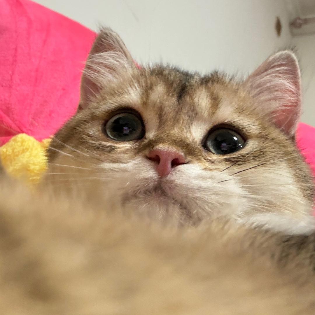 捞仔（纯情男孩版）