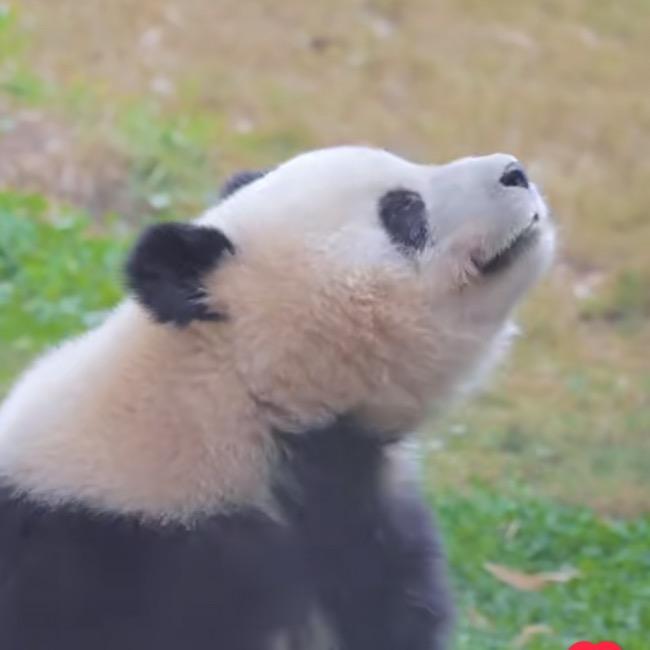 北辰麻麻粉