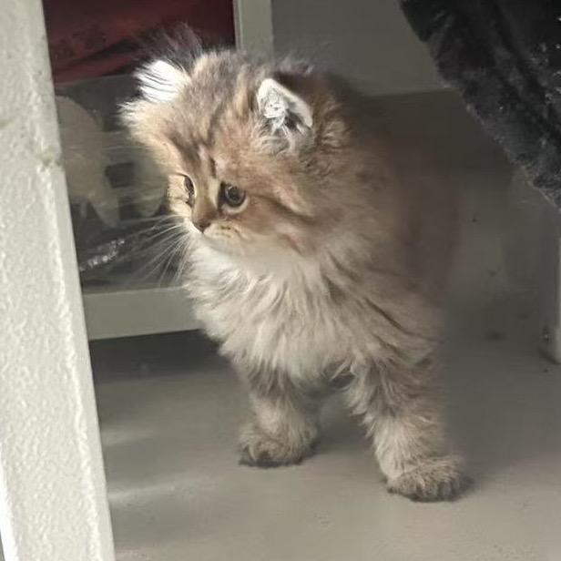 小冯没烦恼🍊（抓马版）