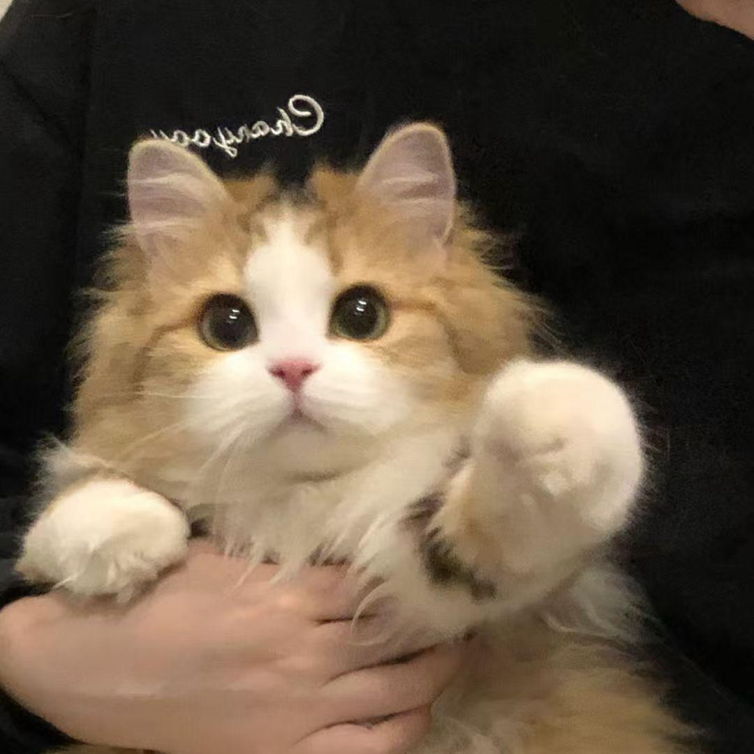 寤