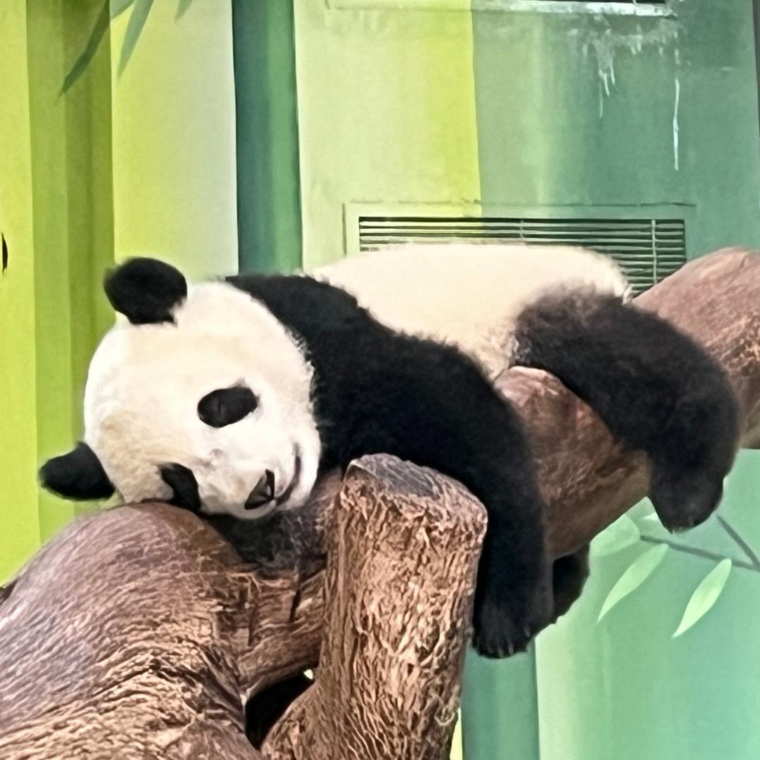 荷里呜呜