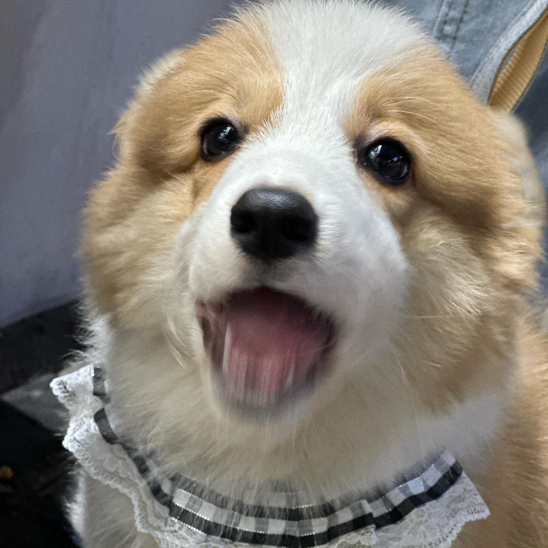 八月二十六