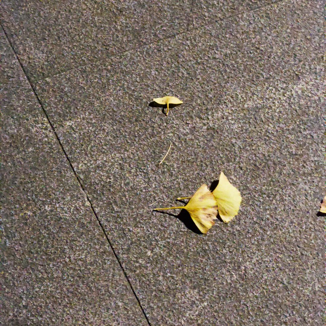 A我奥🍎           🕸