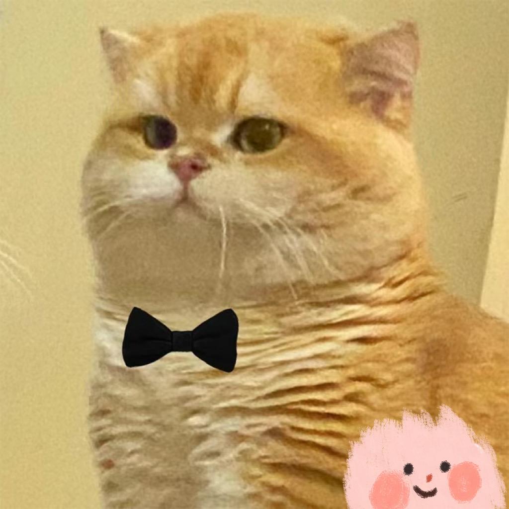 猪猪女孩
