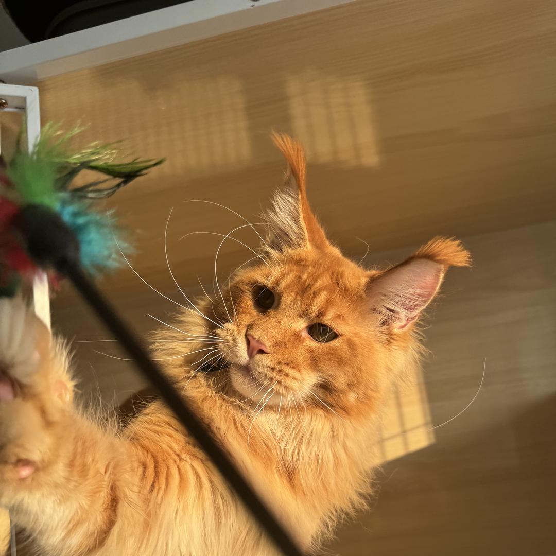 俄系缅因猫繁育（小马说猫）