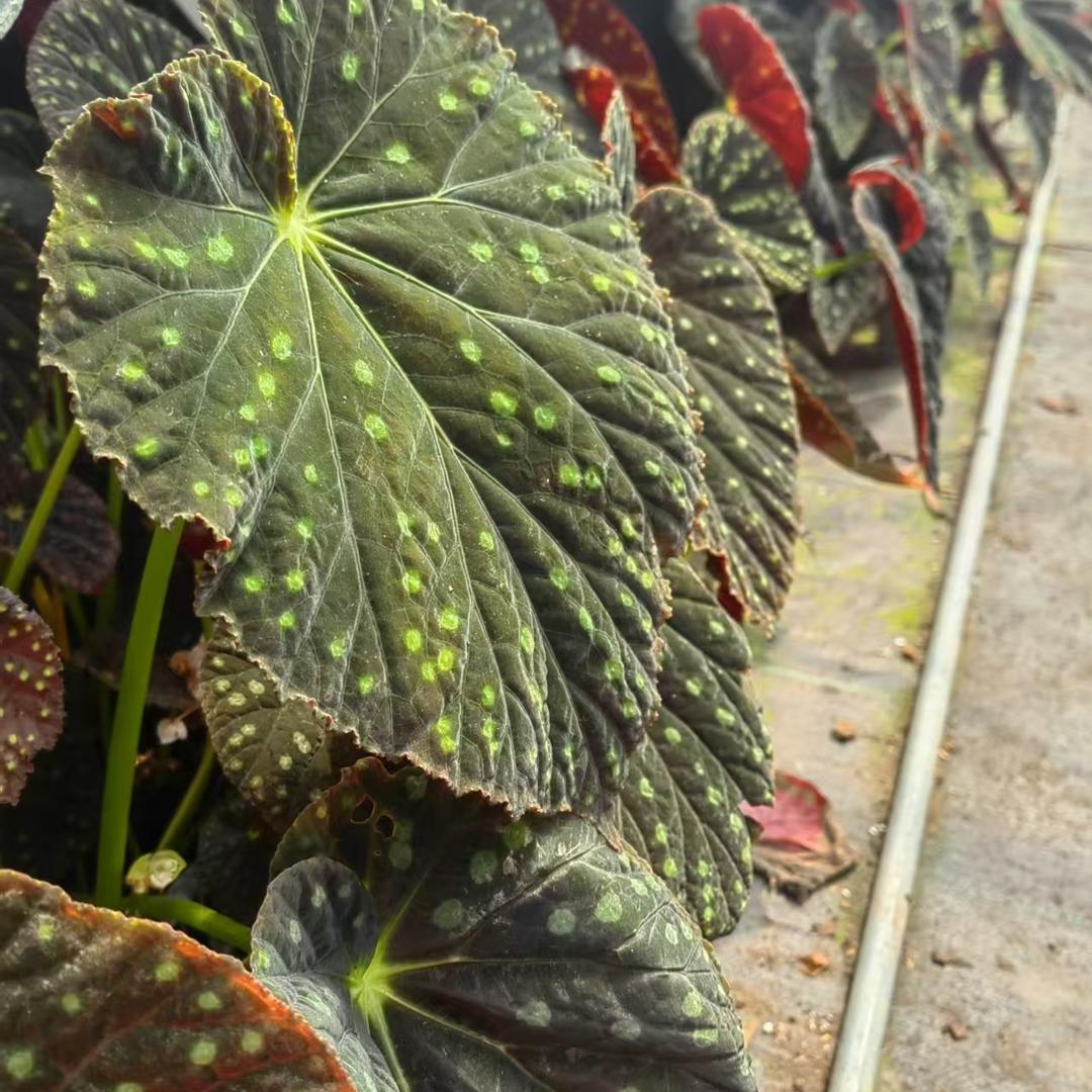 等我闺女考一百