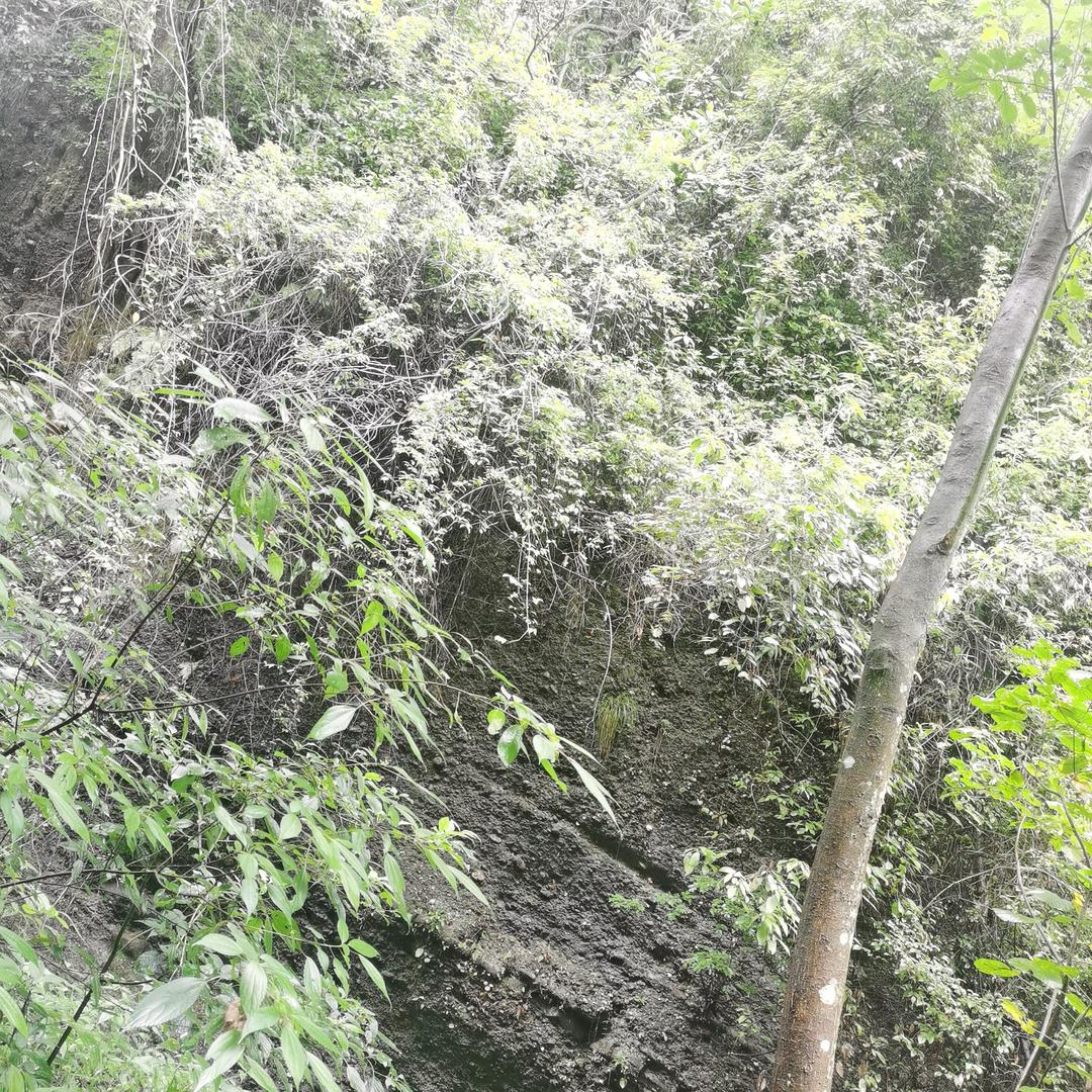 东鑫生鲜