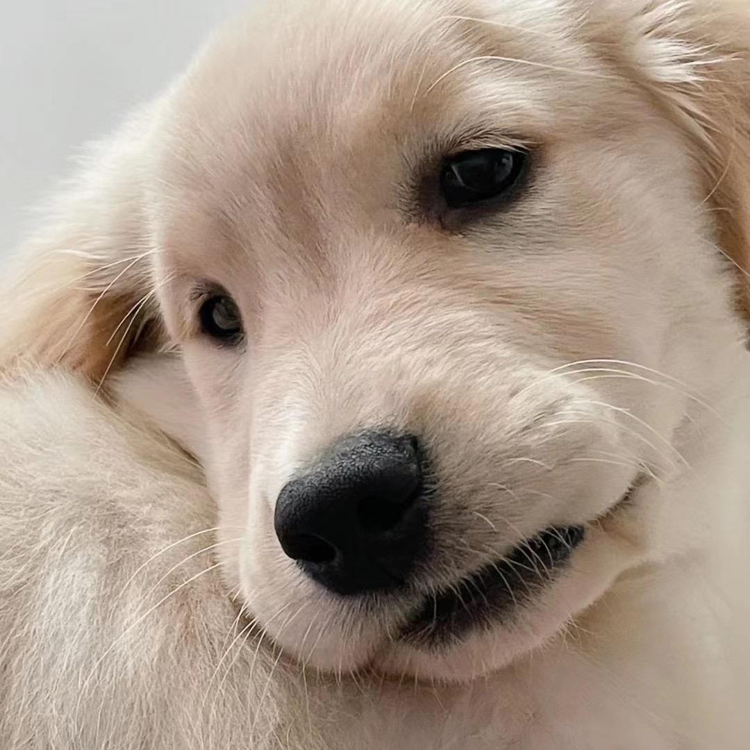 杨大大大大大凡