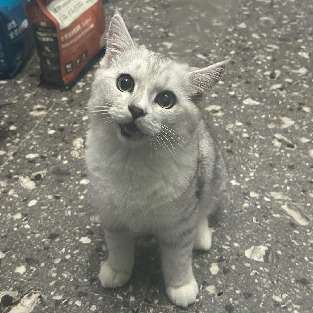 懒羊羊.