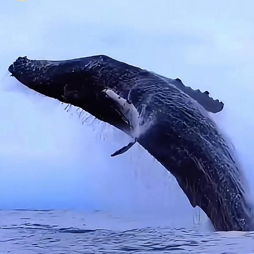 鲸落🐳