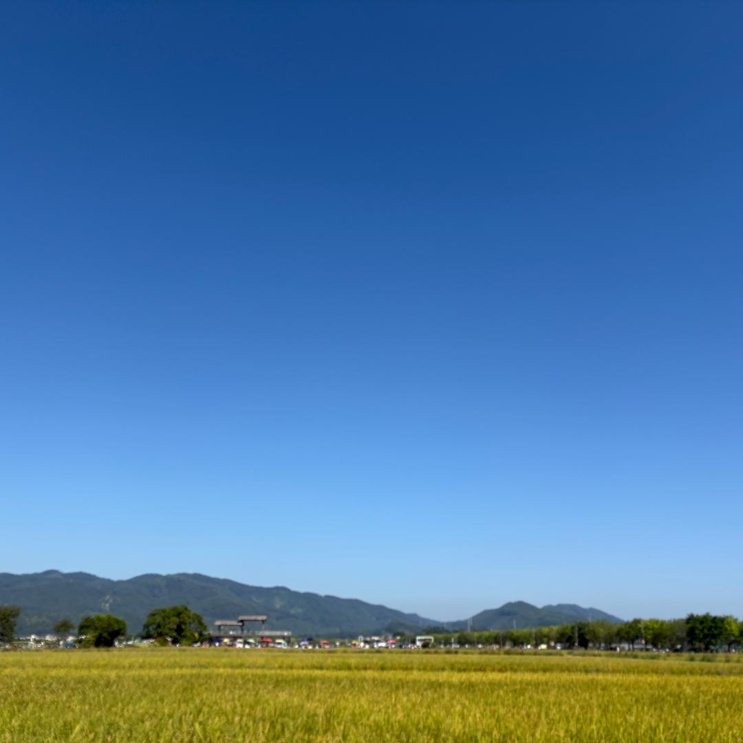 房顶午后慵懒小猫睡着了