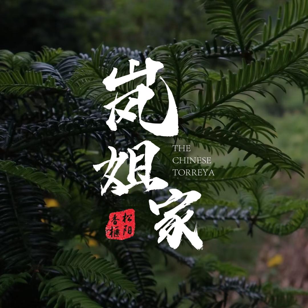 岚姐家香榧