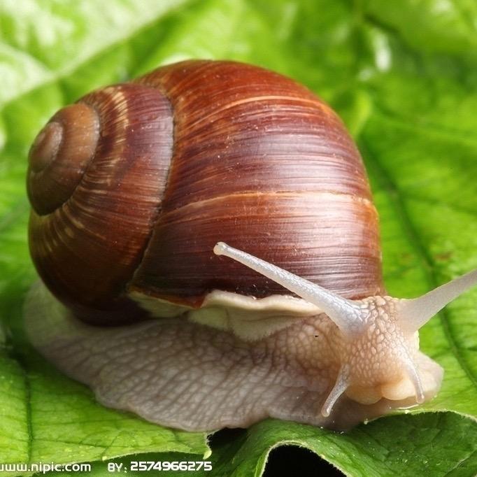 蜗牛🐌