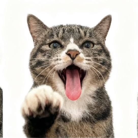 有只猫