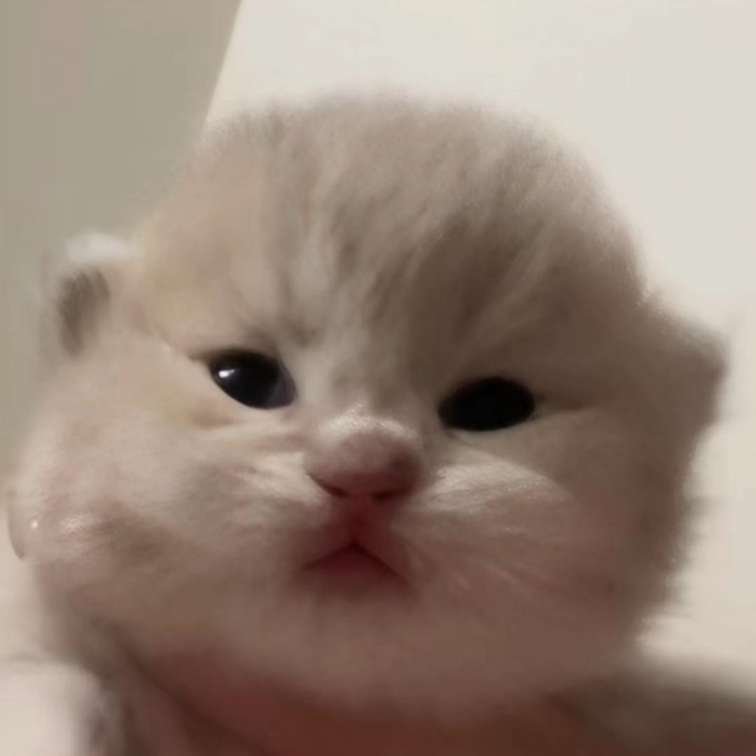 大洋游侠