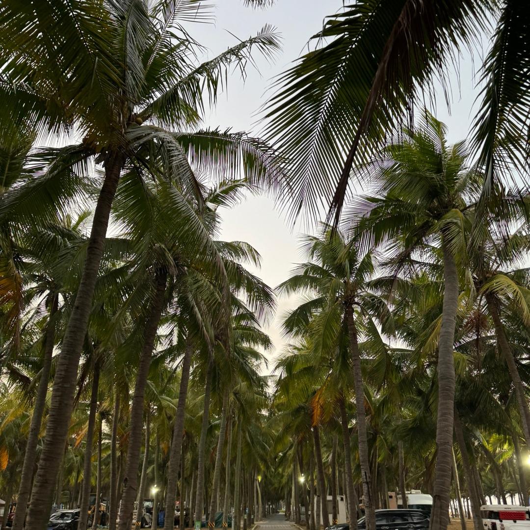 不喝咖啡的奶酪