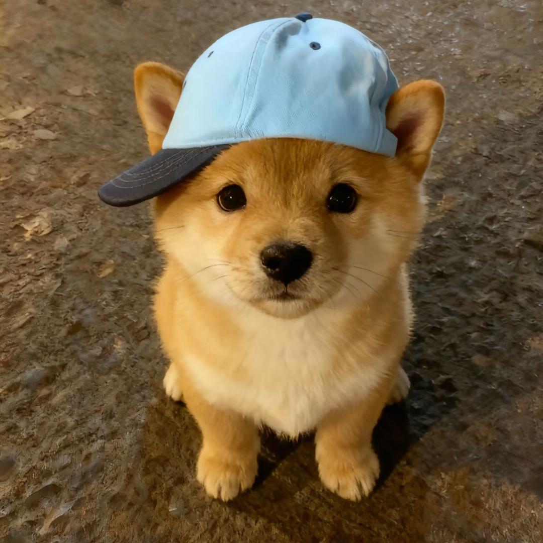 九月菠萝