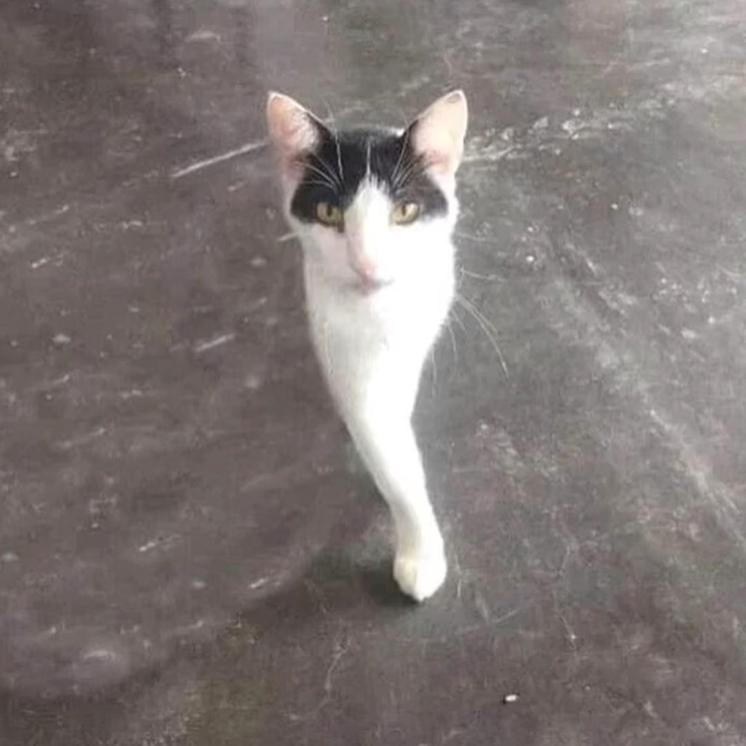 黃什麼盈、
