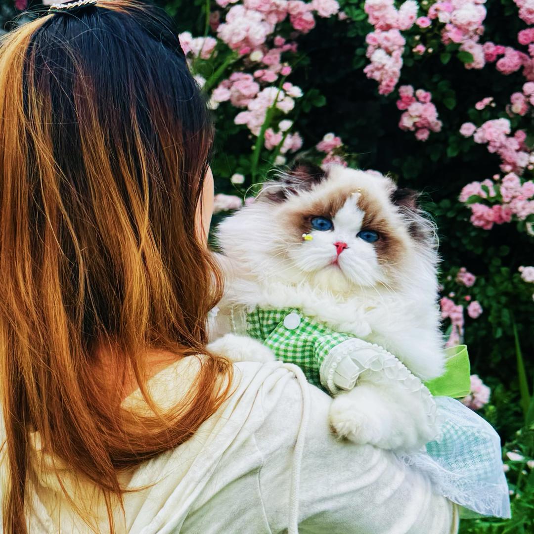 彩虹布偶猫舍主理人