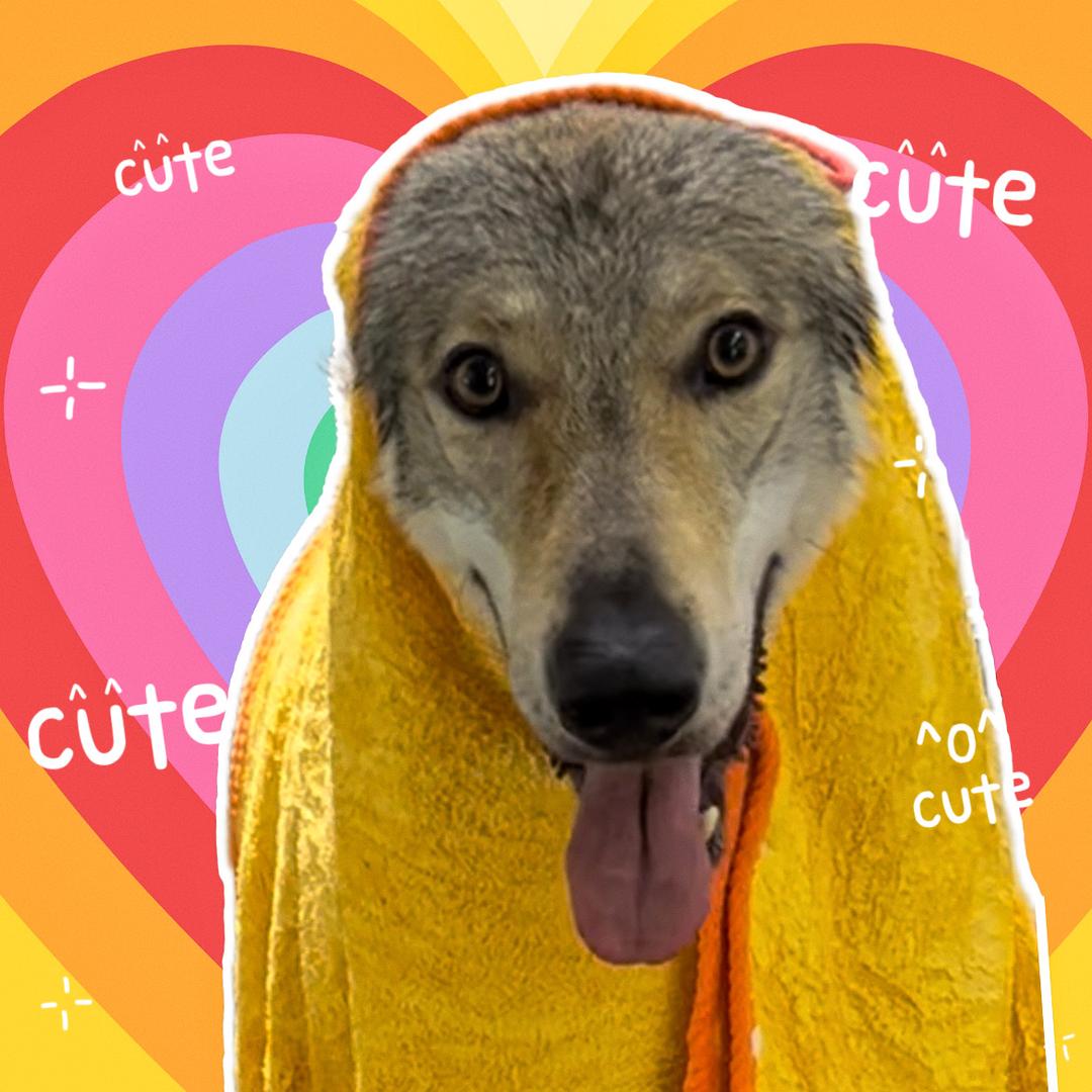 捷克狼犬在锡金