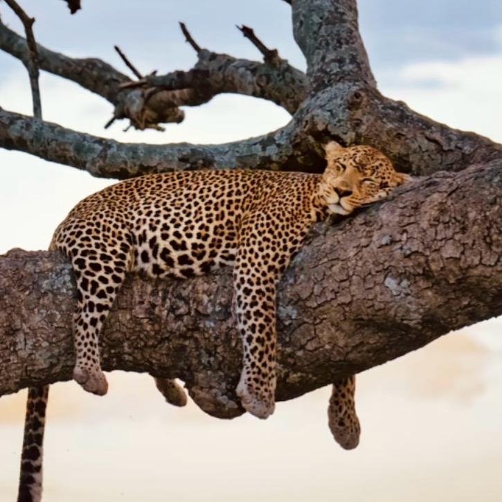 豹跳如雷💾存档版