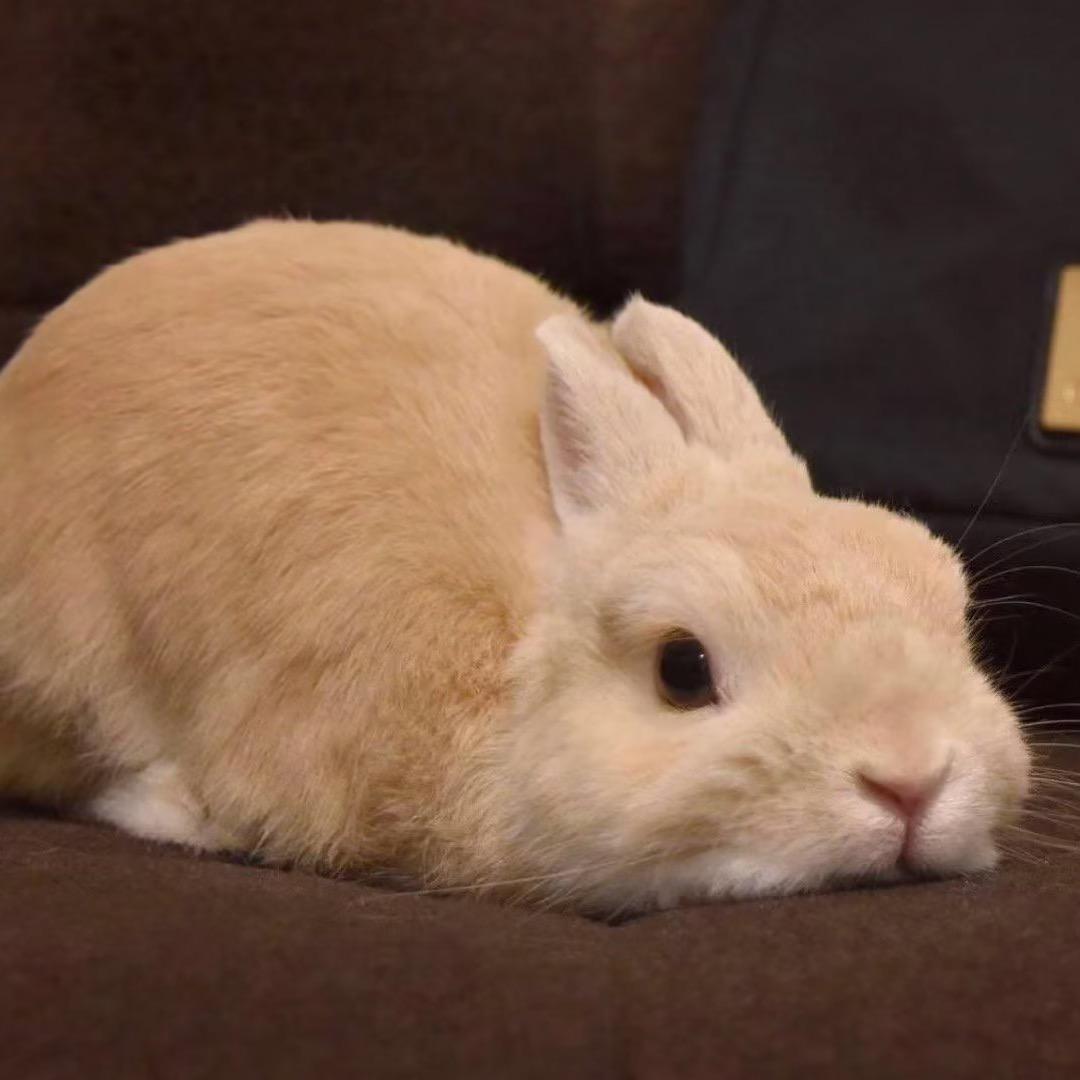 小鱼吃熊猫