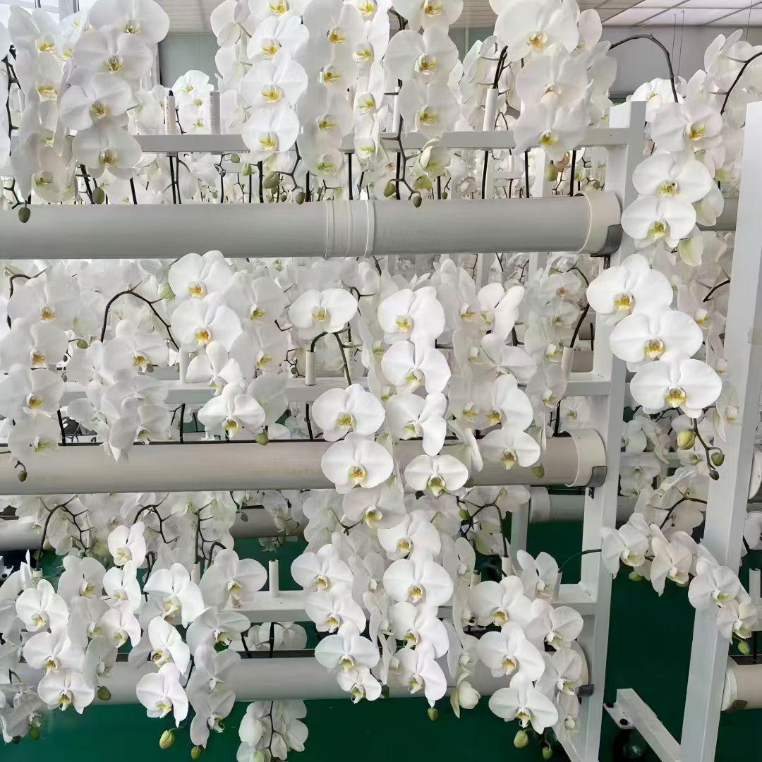 蝴蝶兰鲜花基地