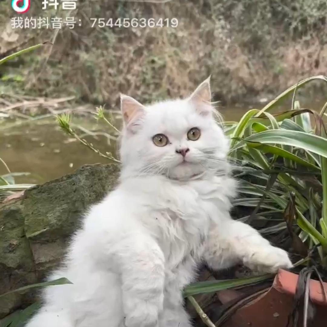 小鲸小商品批发厂家