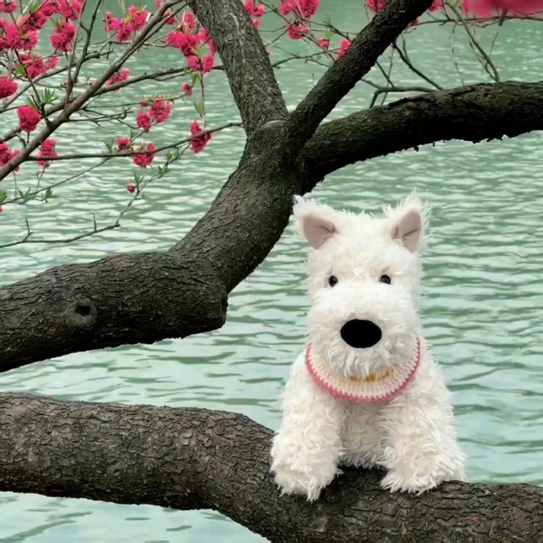 小贝琪～