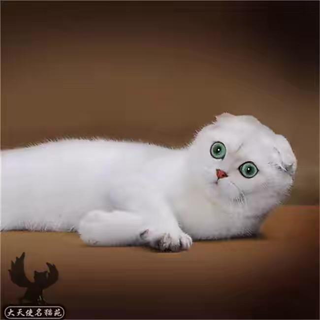 猫小猫