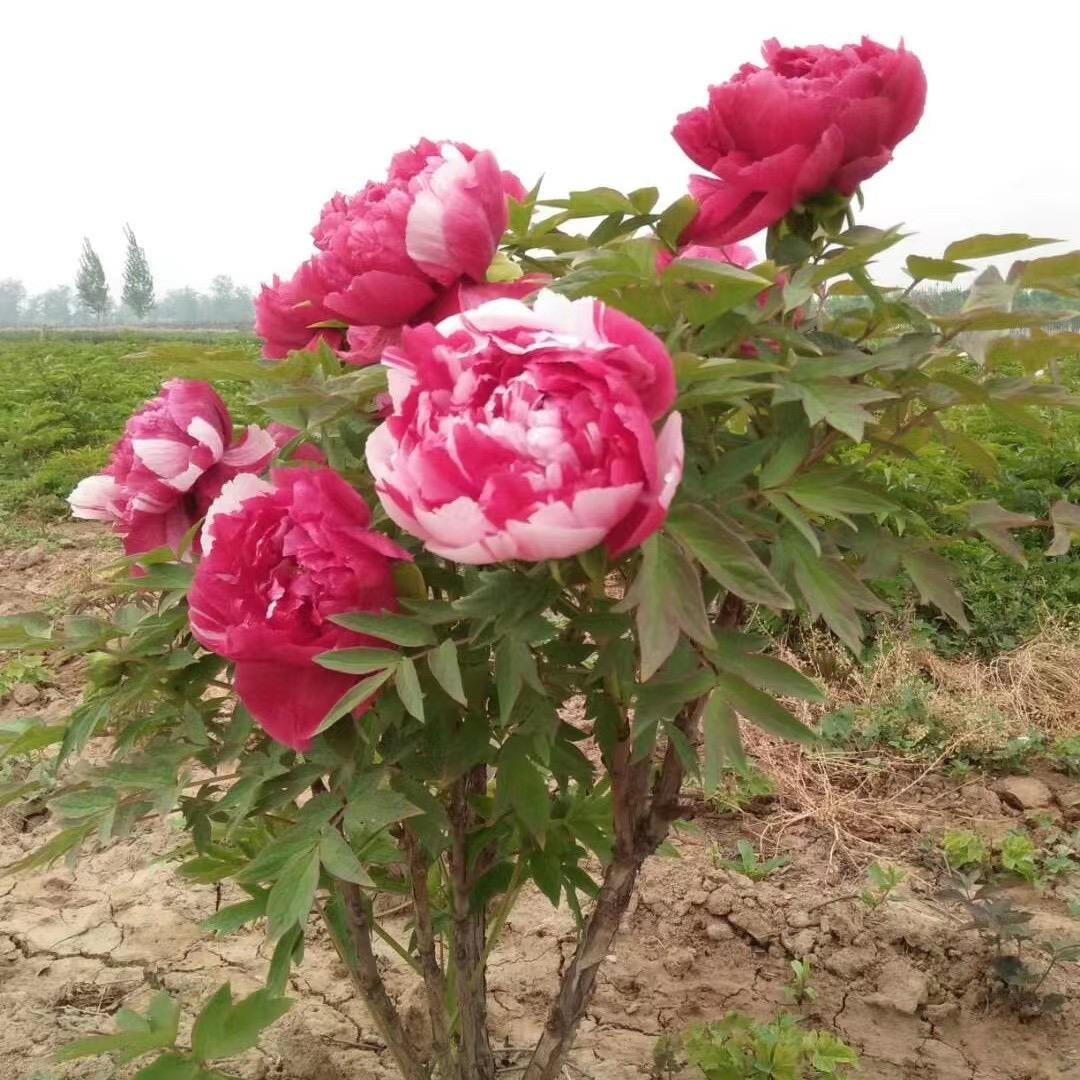 芳华牡丹园艺