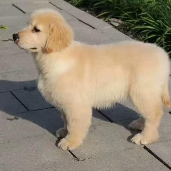 商河金毛养 殖基地