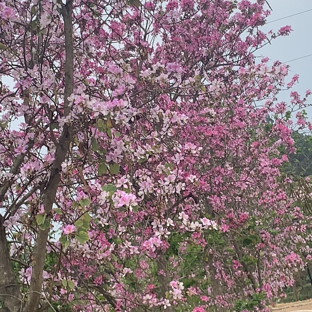 阿英