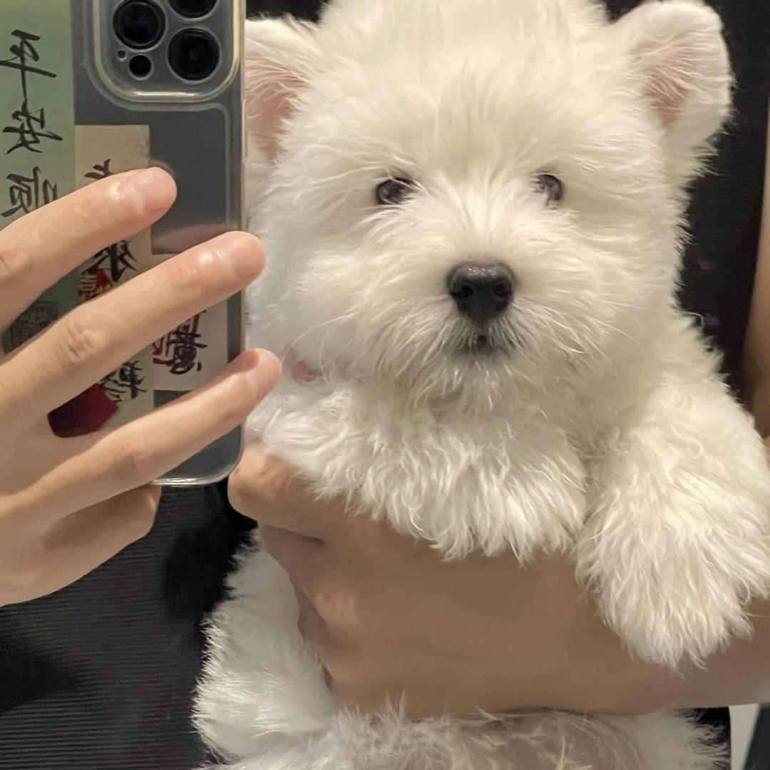 遇见小左亚严选