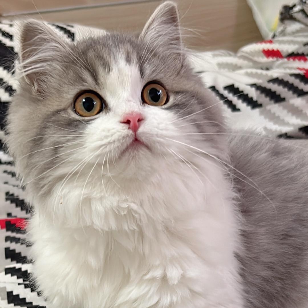 多宝我吖是只喵