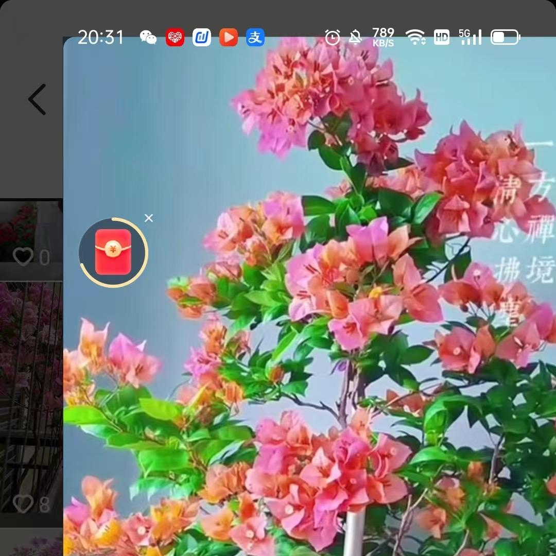 鸟语花香三角梅