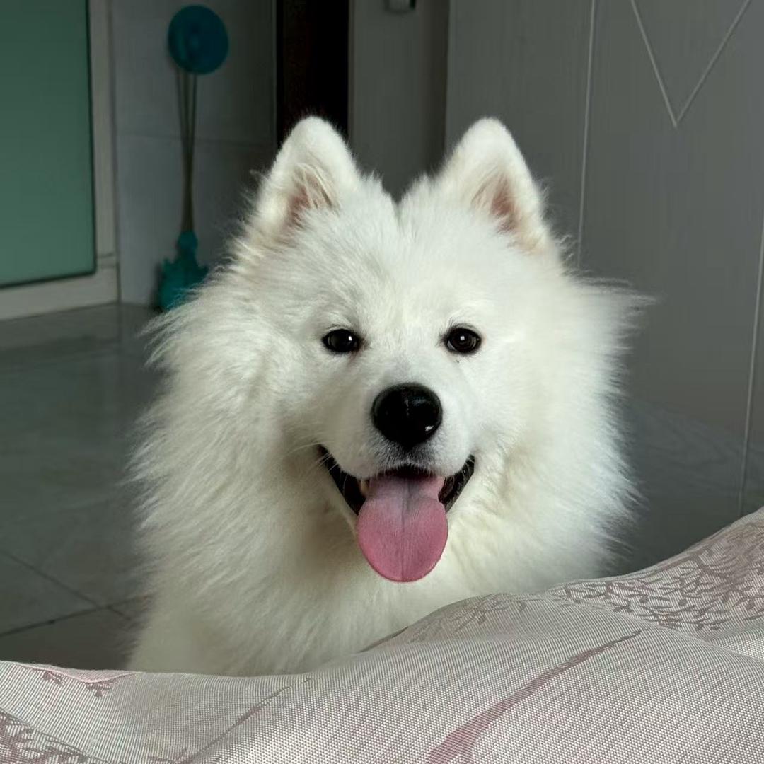 馒头是耶耶