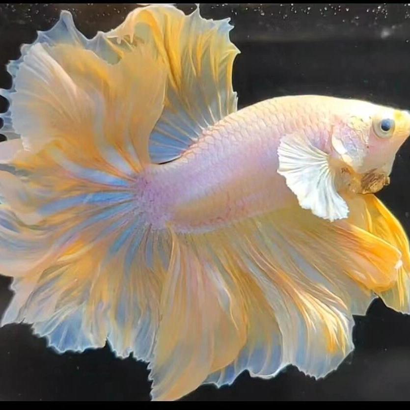 妙择水族馆