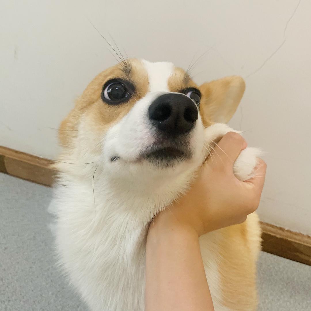 桃片儿是柯基