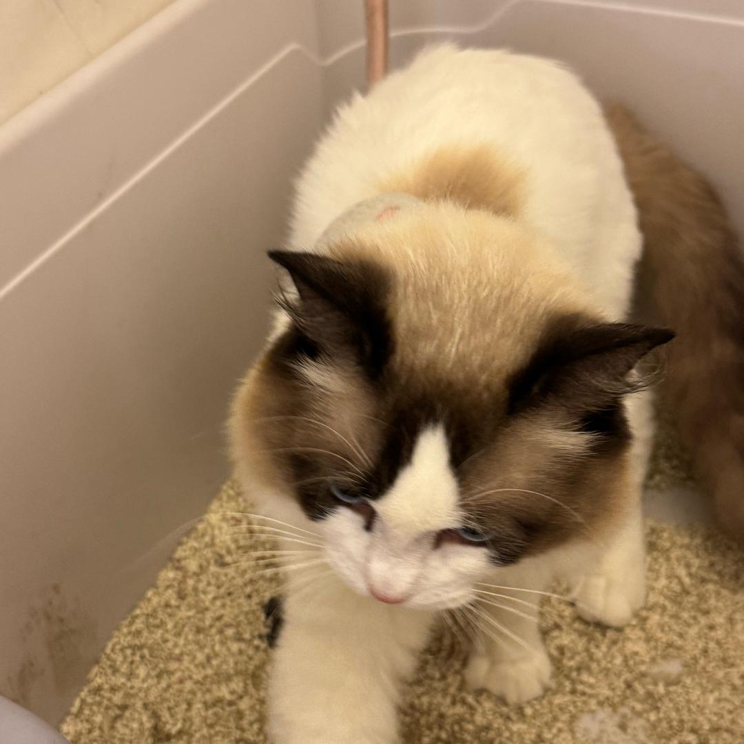 什么时候才能毕业