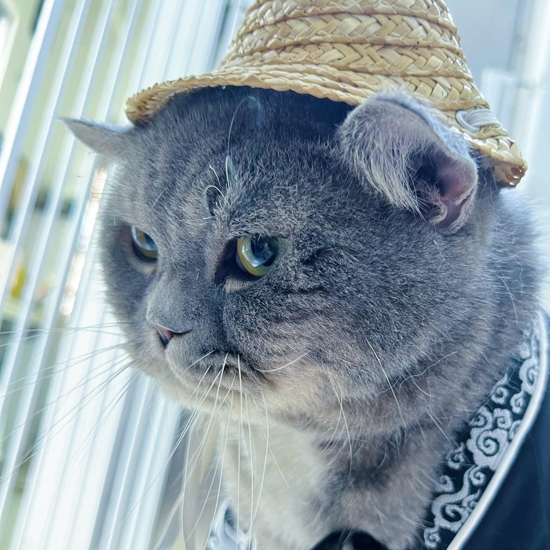 咩咩和包子都是猫