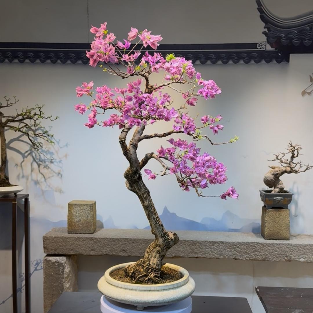 颜植三角梅