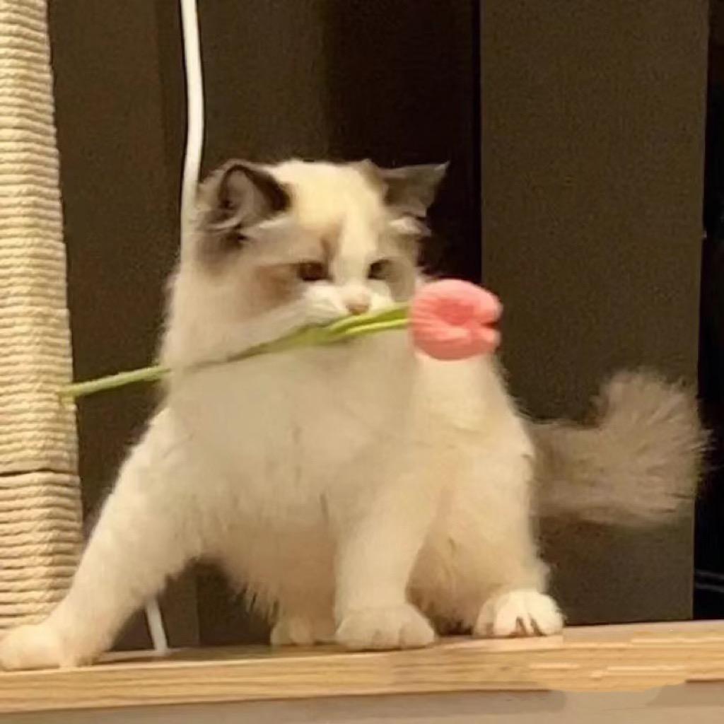 可了个可