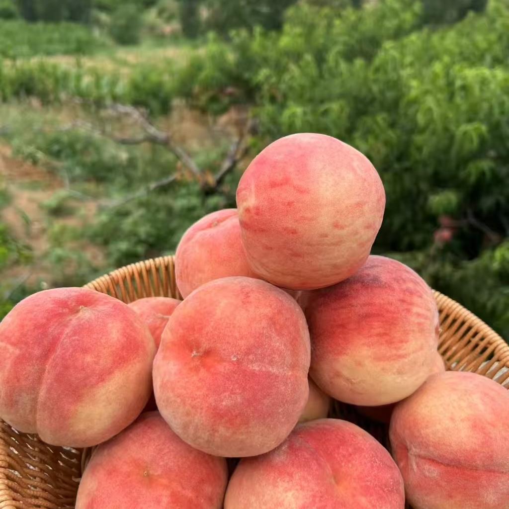 平邑晗金苗木购销中心（个人独资）企业店