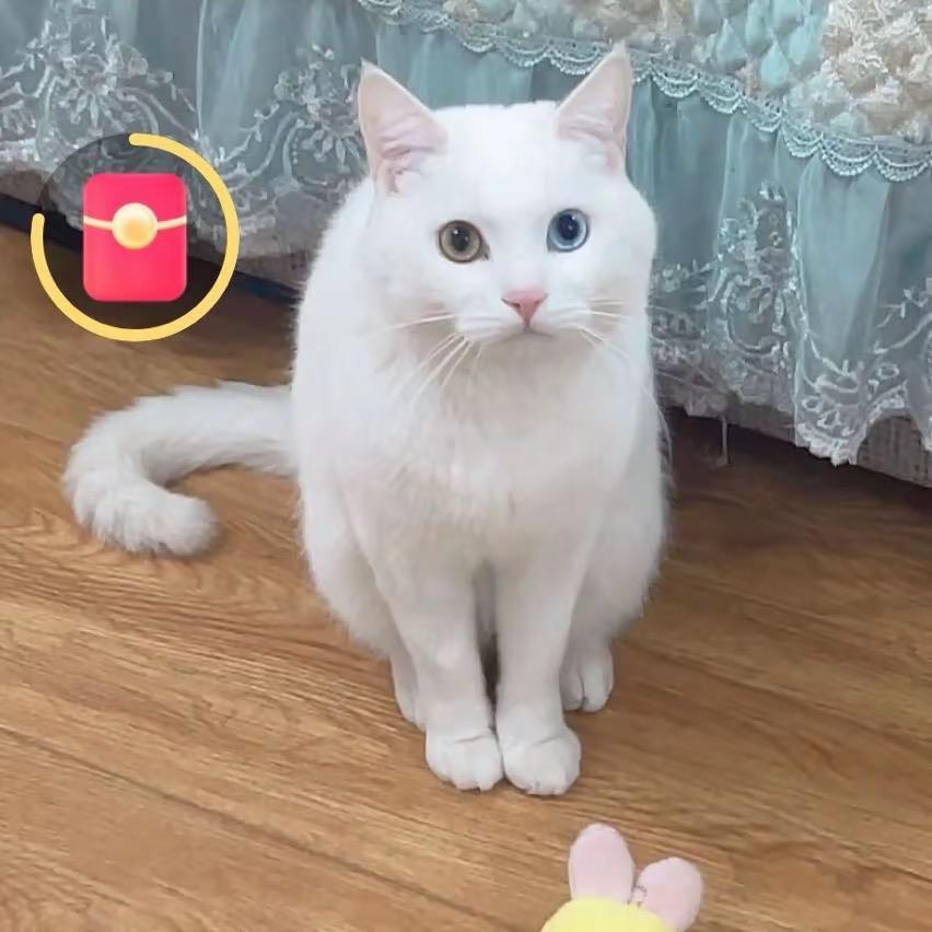 坨坨是只猫