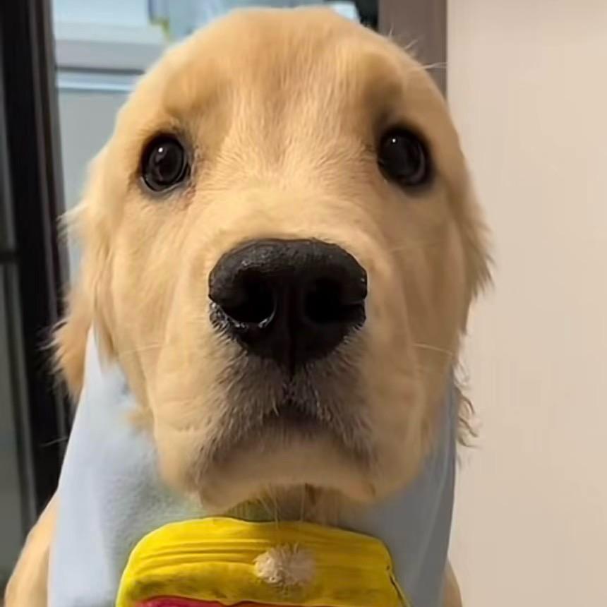 不能没有小狗狗狗狗